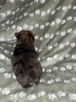 Merle female, a female Yorkshire Terrier for sale in San Antonio, TX – 3 of 10