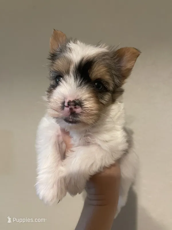 Registered blueberry male – Yorkshire Terrier puppy for sale in San Antonio, TX