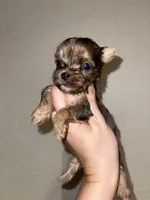 Merle female, a female Yorkshire Terrier for sale in San Antonio, TX – 8 of 10