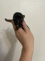 Traditional female , a female Yorkshire Terrier for sale in San Antonio, TX – 2 of 4