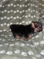Traditional female, a female Yorkshire Terrier for sale in San Antonio, TX – 3 of 9