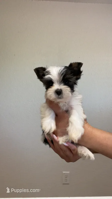 Parti male – Yorkshire Terrier puppy for sale in San Antonio, TX
