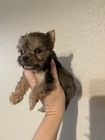 Merle female, a female Yorkshire Terrier for sale in San Antonio, TX – 6 of 10