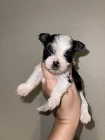 Parti male, a male Yorkshire Terrier for sale in San Antonio, TX – 8 of 10
