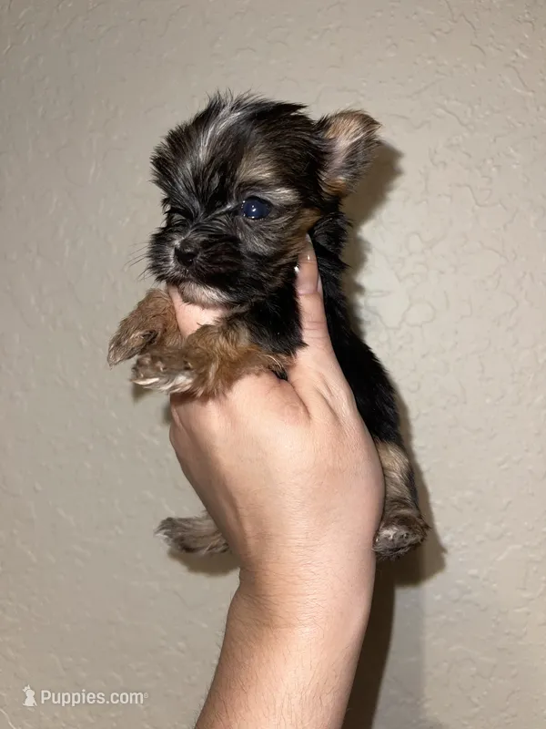 Traditional female – Yorkshire Terrier puppy for sale in San Antonio, TX