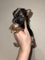 Traditional female, a female Yorkshire Terrier for sale in San Antonio, TX – 7 of 9