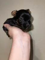 Traditional female , a female Yorkshire Terrier for sale in San Antonio, TX – 9 of 10