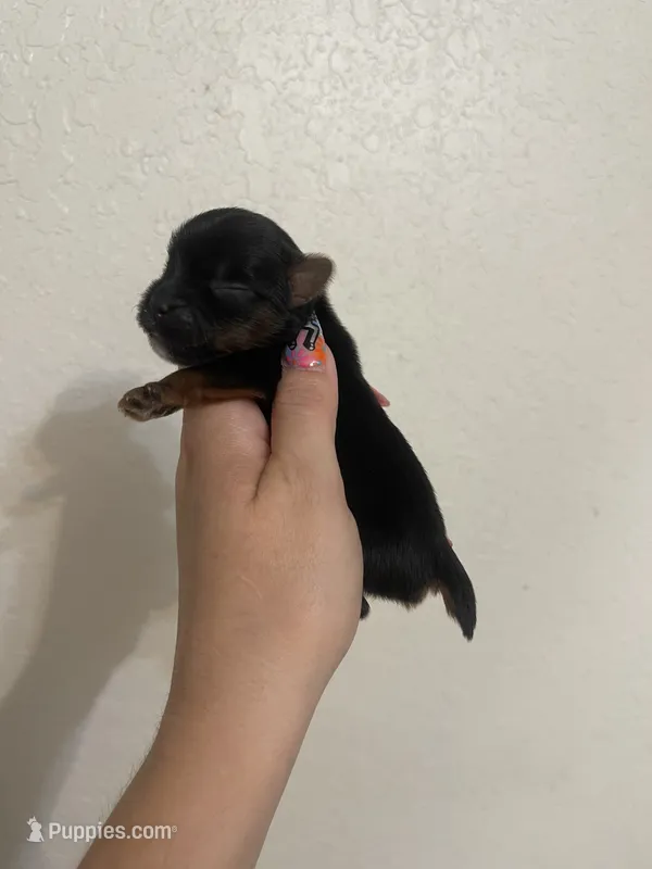 Traditional female  – Yorkshire Terrier puppy for sale in San Antonio, TX
