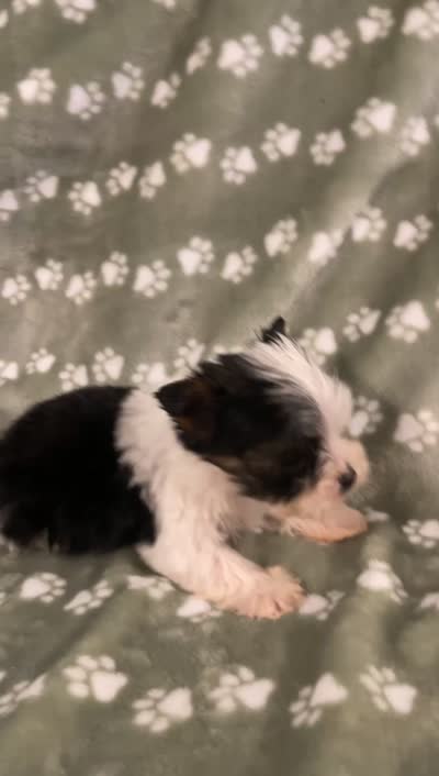 Parti male, a male Yorkshire Terrier for sale in San Antonio, TX – 6 of 10