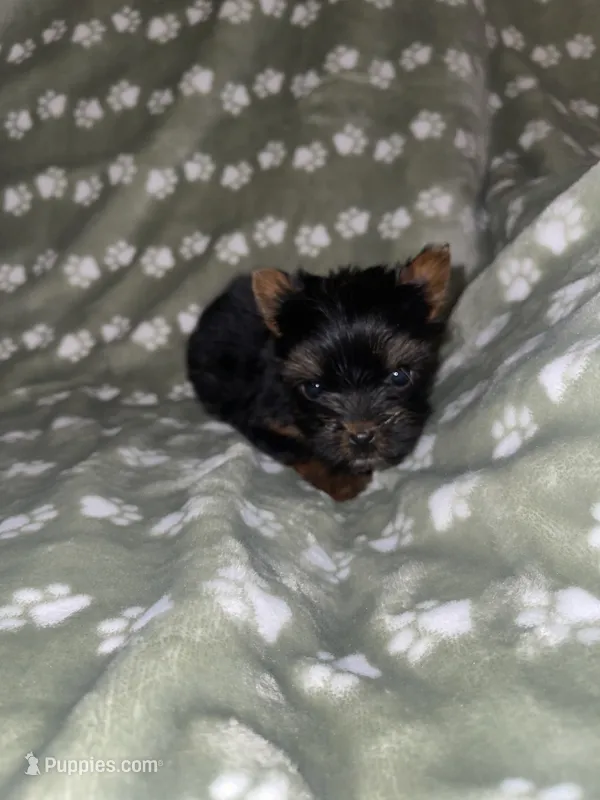 Traditional female  – Yorkshire Terrier puppy for sale in San Antonio, TX