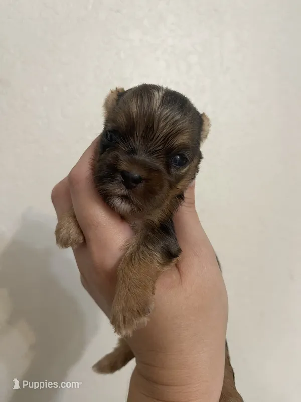 Merle female – Yorkshire Terrier puppy for sale in San Antonio, TX
