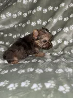 Merle female, a female Yorkshire Terrier for sale in San Antonio, TX – 4 of 10