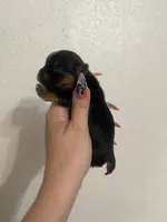 Traditional female, a female Yorkshire Terrier for sale in San Antonio, TX – 2 of 4