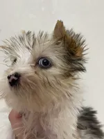 *blue eye* Blueberry male, a male Yorkshire Terrier for sale in San Antonio, TX – 2 of 6