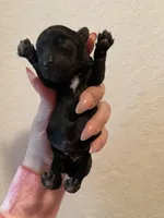 Kb black, a male Yorkshire Terrier for sale in San Antonio, TX – Photo 4 of 5