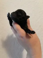 Kb black, a male Yorkshire Terrier for sale in San Antonio, TX – Photo 2 of 5