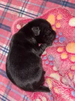 Kb black, a male Yorkshire Terrier for sale in San Antonio, TX – Photo 1 of 5