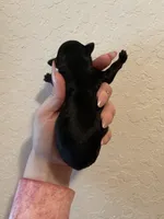 Kb black, a male Yorkshire Terrier for sale in San Antonio, TX – Photo 5 of 5