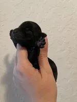 Kb black, a male Yorkshire Terrier for sale in San Antonio, TX – Photo 3 of 5