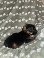 Traditional female , a female Yorkshire Terrier for sale in San Antonio, TX – 2 of 10