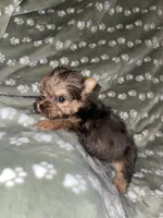 Merle female, a female Yorkshire Terrier for sale in San Antonio, TX – 2 of 10
