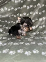 Traditional male, a male Yorkshire Terrier for sale in San Antonio, TX – 2 of 10