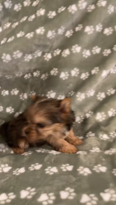 Merle female, a female Yorkshire Terrier for sale in San Antonio, TX – 5 of 10