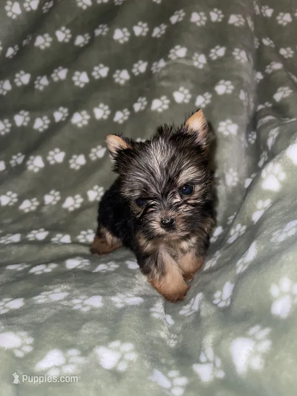 Traditional female – Yorkshire Terrier puppy for sale in San Antonio, TX