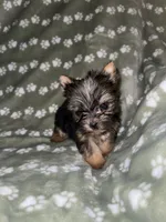Traditional female, a female Yorkshire Terrier for sale in San Antonio, TX – 1 of 9