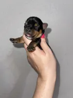 Registered traditional male, a male Yorkshire Terrier for sale in San Antonio, TX – 7 of 8