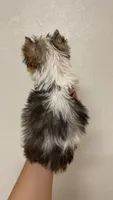 *blue eye* Blueberry male, a male Yorkshire Terrier for sale in San Antonio, TX – 3 of 6