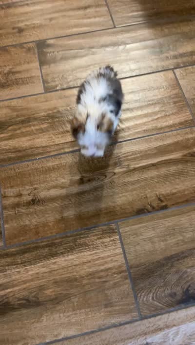 *blue eye* Blueberry male, a male Yorkshire Terrier for sale in San Antonio, TX – 5 of 6