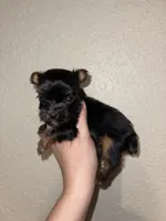 Traditional female , a female Yorkshire Terrier for sale in San Antonio, TX – 8 of 10