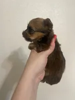 Sable Male, a male Yorkshire Terrier for sale in San Antonio, TX – Photo 3 of 5