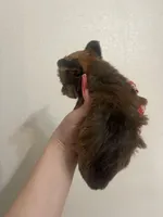 Sable Male, a male Yorkshire Terrier for sale in San Antonio, TX – Photo 4 of 5