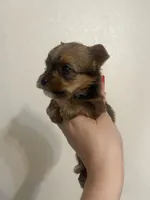 Sable Male, a male Yorkshire Terrier for sale in San Antonio, TX – Photo 2 of 5