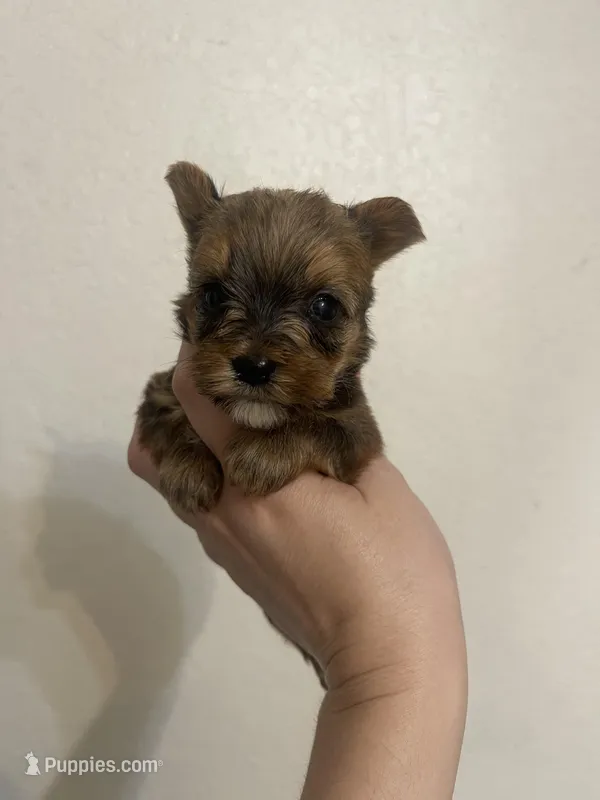 Sable Male – Yorkshire Terrier puppy for sale in San Antonio, TX