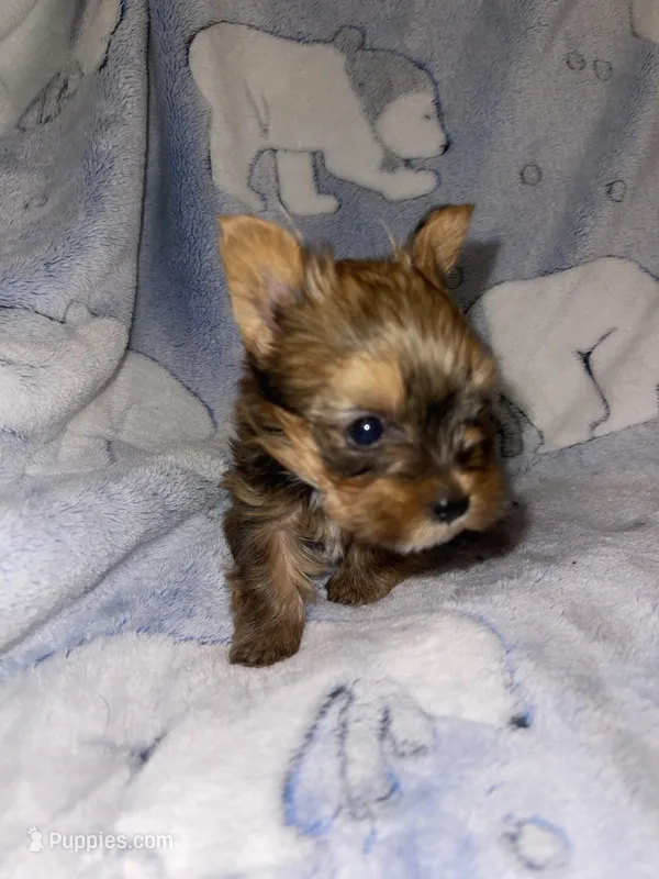 Sable Male – Yorkshire Terrier puppy for sale in San Antonio, TX