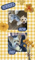 Sable Male, a male Yorkshire Terrier for sale in San Antonio, TX – Photo 5 of 5