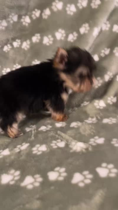 Traditional male, a male Yorkshire Terrier for sale in San Antonio, TX – 5 of 10