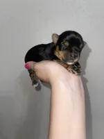 Registered traditional male, a male Yorkshire Terrier for sale in San Antonio, TX – 8 of 8