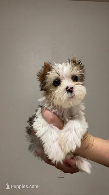 *blue eye* Blueberry male – Yorkshire Terrier puppy for sale in San Antonio, TX