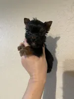 Traditional female , a female Yorkshire Terrier for sale in San Antonio, TX – 7 of 10