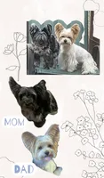 Registered blueberry male, a male Yorkshire Terrier for sale in San Antonio, TX – 5 of 5