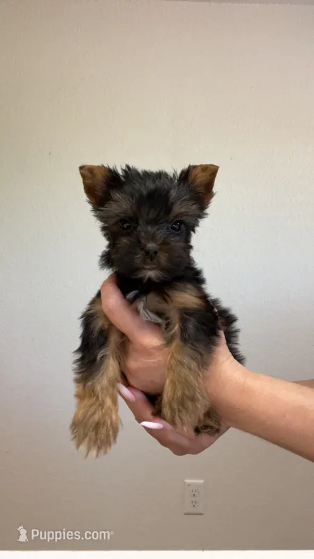 Traditional female  – Yorkshire Terrier puppy for sale in San Antonio, TX