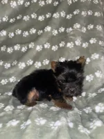 Traditional female , a female Yorkshire Terrier for sale in San Antonio, TX – 4 of 10