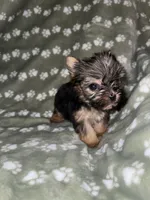 Traditional female, a female Yorkshire Terrier for sale in San Antonio, TX – 2 of 9