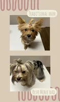 *blue eye* Blueberry male, a male Yorkshire Terrier for sale in San Antonio, TX – 6 of 6