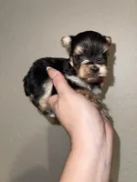 Traditional male, a male Yorkshire Terrier for sale in San Antonio, TX – 6 of 10