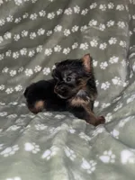 Traditional female , a female Yorkshire Terrier for sale in San Antonio, TX – 3 of 10